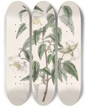 Triptych art skateboard deck of Sydenham Edwards Mexican Syringa by Sydenham Edwards (1768-1819)