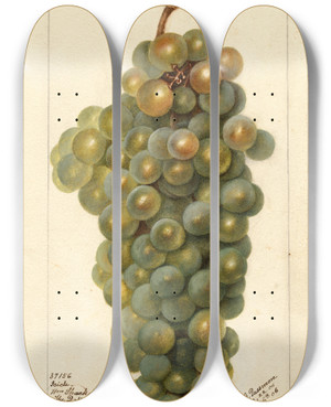 Triptych art skateboard deck of Deborah Griscom Passmore Vitis Icicle by Deborah Griscom Passmore (1840-1911)