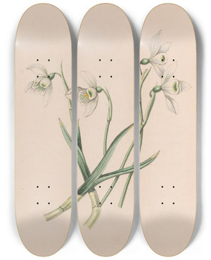 Triptych art skateboard deck of John Stevens Henslow Snowdrop by John Stevens Henslow (1796-1861)