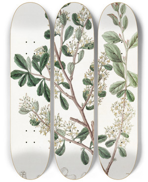 Triptych art skateboard deck of Sydenham Edwards Roundleaved Duvaua by Sydenham Edwards (1768-1819)