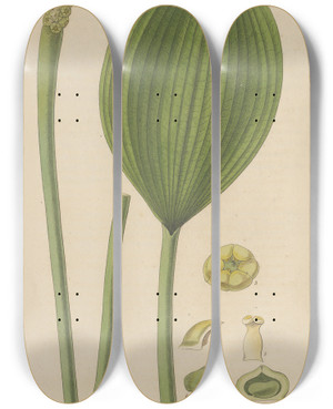 Triptych art skateboard deck of William Jackson Hooker Orontium Aquaticum by William Jackson Hooker (1785-1865)