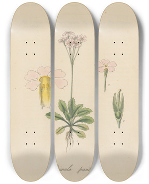 Triptych art skateboard deck of William Jackson Hooker Primula Pusilia by William Jackson Hooker (1785-1865)
