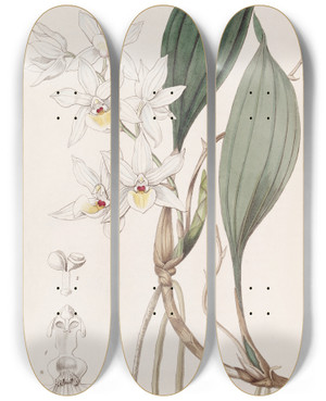Triptych art skateboard deck of Sydenham Edwards Pretty Aganisia by Sydenham Edwards (1768-1819)