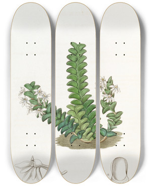 Triptych art skateboard deck of Sydenham Edwards Tworowed Angraecum by Sydenham Edwards (1768-1819)