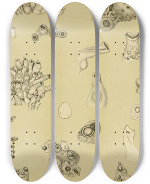 Triptych art skateboard deck of Frederick Mccoy Polyzoa I by Frederick Mccoy (1817-1899)