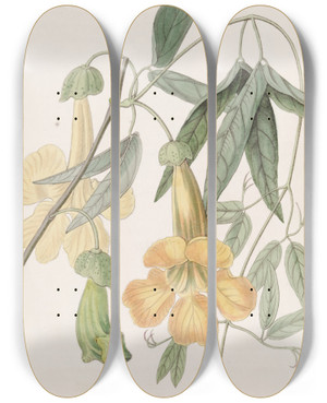 Triptych art skateboard deck of Sydenham Edwards Tweedies Bignonia by Sydenham Edwards (1768-1819)