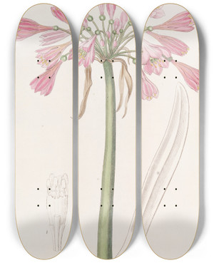 Triptych art skateboard deck of Sydenham Edwards Fleshcoloured Calostemma by Sydenham Edwards (1768-1819)