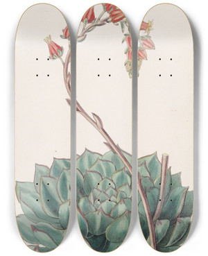 Triptych art skateboard deck of Sydenham Edwards Onesided Echeveria by Sydenham Edwards (1768-1819)