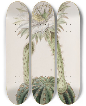 Triptych art skateboard deck of Sydenham Edwards Glaucous Sweetscented Porcupine Cactus by Sydenham Edwards (1768-1819)