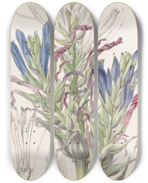 Triptych art skateboard deck of Sydenham Edwards Blue Puya by Sydenham Edwards (1768-1819)