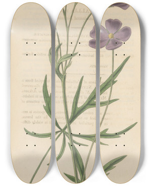Triptych art skateboard deck of William Jackson Hooker Nuttallia Vepata by William Jackson Hooker (1785-1865)