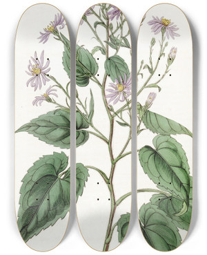 Triptych art skateboard deck of Sydenham Edwards Heartleaved Aster by Sydenham Edwards (1768-1819)