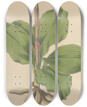 Triptych art skateboard deck of William Jackson Hooker Neottia Speciosa_1 by William Jackson Hooker (1785-1865)