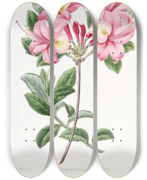 Triptych art skateboard deck of Sydenham Edwards Lady Harriot Stapletons Highclere Azalea by Sydenham Edwards (1768-1819)