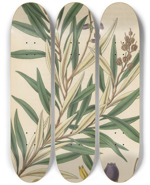 Triptych art skateboard deck of William Jackson Hooker Andromeda Salicifolia by William Jackson Hooker (1785-1865)