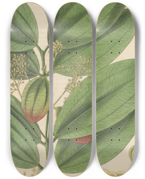 Triptych art skateboard deck of William Jackson Hooker Cinnamomum Nitidum by William Jackson Hooker (1785-1865)