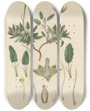 Triptych art skateboard deck of William Jackson Hooker Dryas Integrifolia by William Jackson Hooker (1785-1865)