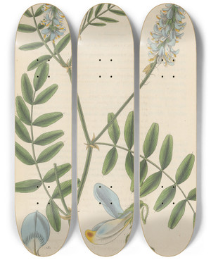 Triptych art skateboard deck of William Jackson Hooker Galega Tricolor by William Jackson Hooker (1785-1865)