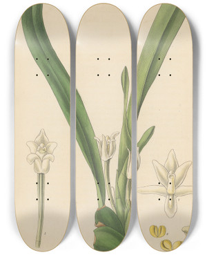 Triptych art skateboard deck of William Jackson Hooker Dendrobium Album by William Jackson Hooker (1785-1865)