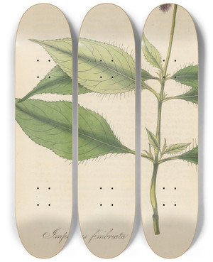 Triptych art skateboard deck of William Jackson Hooker Impatiens Fimbriata by William Jackson Hooker (1785-1865)