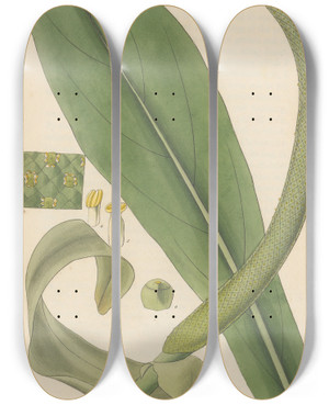 Triptych art skateboard deck of William Jackson Hooker Pothos Acaulis by William Jackson Hooker (1785-1865)