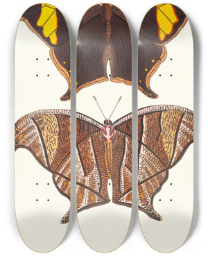 Triptych art skateboard deck of George Shaw Arcesilaus by George Shaw (1751-1813)