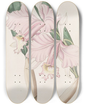 Triptych art skateboard deck of Sydenham Edwards Sir Charles Lemons Cattleya by Sydenham Edwards (1768-1819)