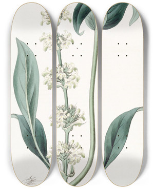 Triptych art skateboard deck of Sydenham Edwards Clusteredflowered Pentstemon by Sydenham Edwards (1768-1819)