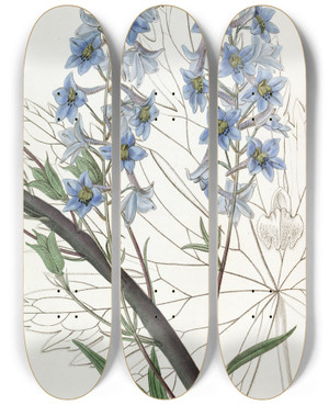 Triptych art skateboard deck of Sydenham Edwards Variable Larkspur by Sydenham Edwards (1768-1819)