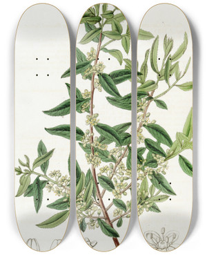 Triptych art skateboard deck of Sydenham Edwards Chilian Mayten by Sydenham Edwards (1768-1819)