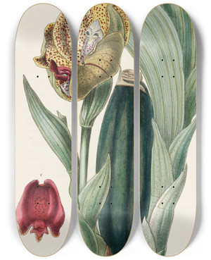 Triptych art skateboard deck of Sydenham Edwards Mr Ruckers Anguloa by Sydenham Edwards (1768-1819)