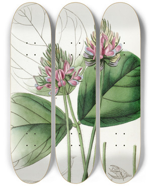 Triptych art skateboard deck of Sydenham Edwards Roundleaved Psoralea by Sydenham Edwards (1768-1819)