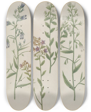 Triptych art skateboard deck of Johann Wilhelm Weinmann Phytanthoza Iconographia Pl009 by Johann Wilhelm Weinmann (1683-1741)
