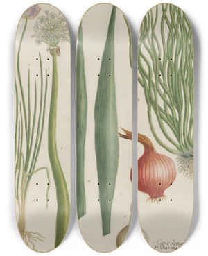 Triptych art skateboard deck of Johann Wilhelm Weinmann Phytanthoza Iconographia Pl072 by Johann Wilhelm Weinmann (1683-1741)