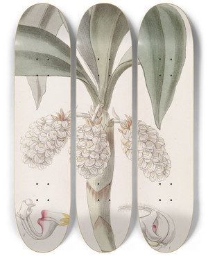 Triptych art skateboard deck of Sydenham Edwards The Closeheaded Woolwort_2 by Sydenham Edwards (1768-1819)