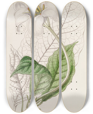 Triptych art skateboard deck of Sydenham Edwards The Duke Of Devonshires Gardenia by Sydenham Edwards (1768-1819)