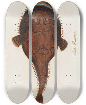 Triptych art skateboard deck of Peder Ascanius Icones Rerum Naturalium Ou Figures Enlumines Dhistoire Naturelle Du Nord Pl35 by Peder Ascanius (1723-1803)