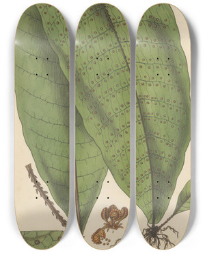 Triptych art skateboard deck of William Jackson Hooker Polypodium Plantagineum by William Jackson Hooker (1785-1865)