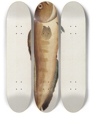 Triptych art skateboard deck of Peder Ascanius Icones Rerum Naturalium Ou Figures Enlumines Dhistoire Naturelle Du Nord Pl17 by Peder Ascanius (1723-1803)