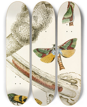Triptych art skateboard deck of James Duncan Hepialus Lignivorus Zeuzera Minea by James Duncan (1806-1881)