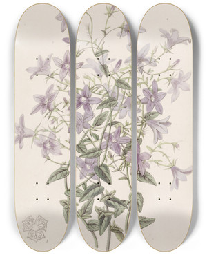 Triptych art skateboard deck of Sydenham Edwards Laeflings Bellflower by Sydenham Edwards (1768-1819)