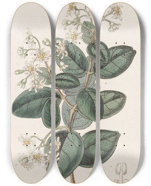 Triptych art skateboard deck of Sydenham Edwards Sweetscented Boldu by Sydenham Edwards (1768-1819)