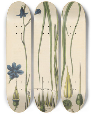Triptych art skateboard deck of William Jackson Hooker Conanthera Campanulata by William Jackson Hooker (1785-1865)