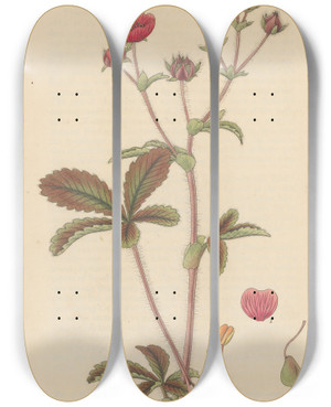 Triptych art skateboard deck of William Jackson Hooker Potentilla Nepalensis by William Jackson Hooker (1785-1865)