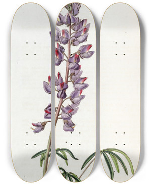 Triptych art skateboard deck of Sydenham Edwards Fineleaved Lupin by Sydenham Edwards (1768-1819)