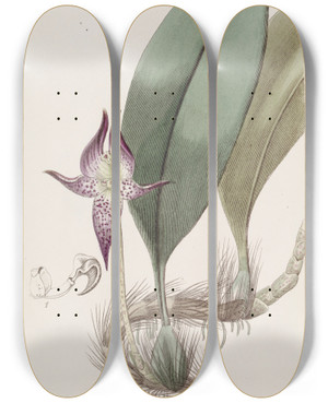 Triptych art skateboard deck of Sydenham Edwards Largeflowered Bolbophyllum by Sydenham Edwards (1768-1819)