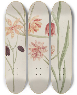 Triptych art skateboard deck of Johann Wilhelm Weinmann Phytanthoza Iconographia Pl240 by Johann Wilhelm Weinmann (1683-1741)