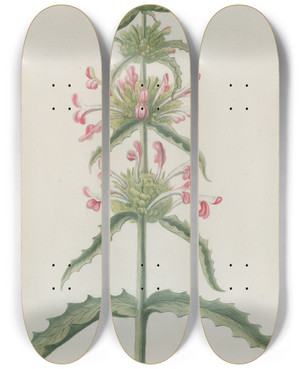 Triptych art skateboard deck of Johann Wilhelm Weinmann Phytanthoza Iconographia Pl035 by Johann Wilhelm Weinmann (1683-1741)