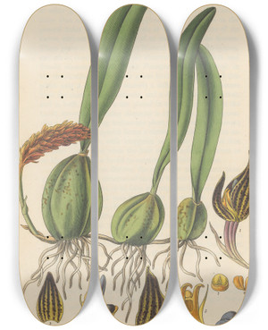 Triptych art skateboard deck of William Jackson Hooker Anisopetalum Careyanum by William Jackson Hooker (1785-1865)