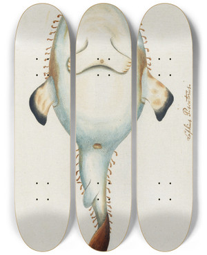 Triptych art skateboard deck of Peder Ascanius Icones Rerum Naturalium Ou Figures Enlumines Dhistoire Naturelle Du Nord Pl36 by Peder Ascanius (1723-1803)